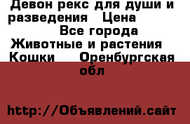 Девон рекс для души и разведения › Цена ­ 20 000 - Все города Животные и растения » Кошки   . Оренбургская обл.